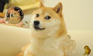 Kabosu ha muerto: esta es la increíble historia de la mascota meme que inspiró el Dogecoin