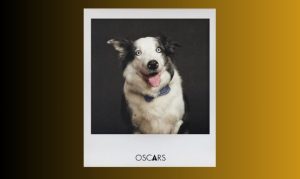 Messi, el perro de "Anatomía de una Caída", fotografiado previo a la 96a entrega de los Premios Oscar en 2024.