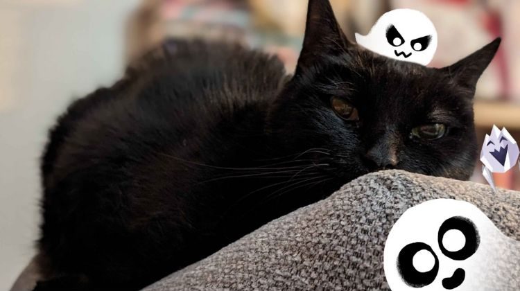 Fotografía de Momo, el gato en el que está inspirado el protagonista de los Doodles de Halloween de la saga «Magic Cat Academy!»