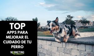 Apps para mejorar el cuidado de tu perro