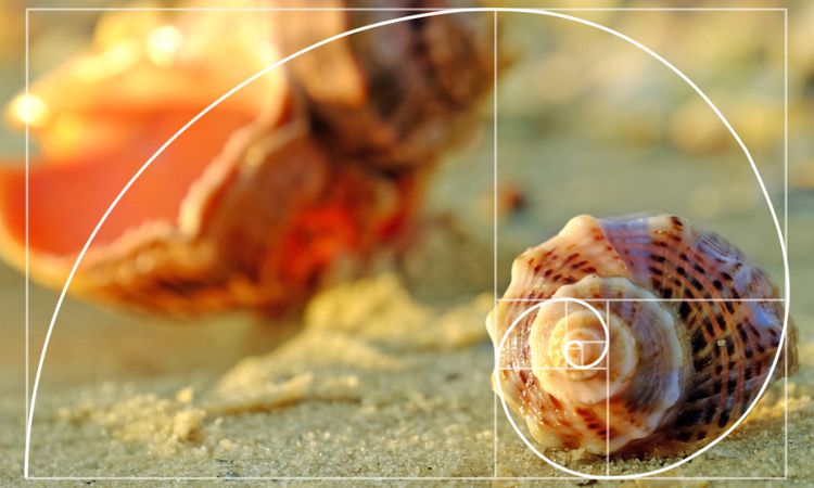 Fotografía de una caracola sobre la arena cuya composición responde a la proporción áurea, dando como resultado una imagen armónica y atractiva